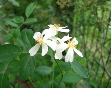 c0186463_121189.jpg