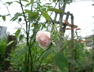 c0186463_123328.jpg