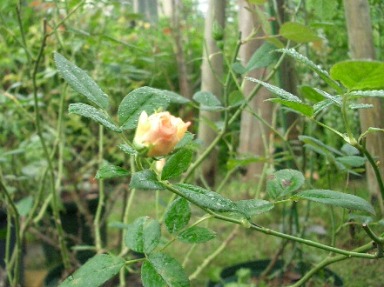 c0186463_1301875.jpg