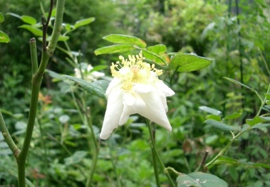 c0186463_133930.jpg