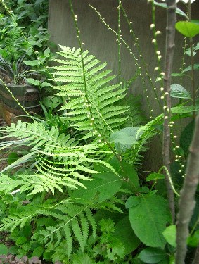 c0186463_1375646.jpg