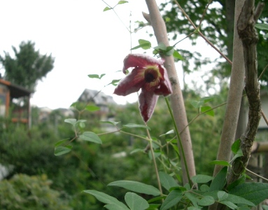 c0186463_152318.jpg