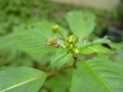 f0182173_21432956.jpg