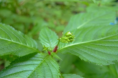 f0182173_2143488.jpg