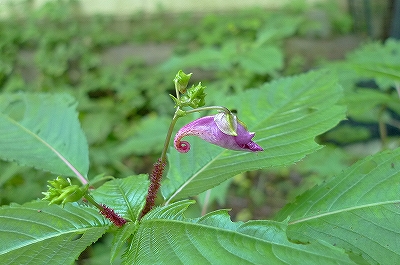 f0182173_21452956.jpg