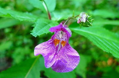 f0182173_21462773.jpg
