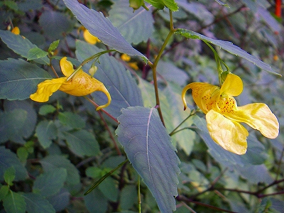 f0182173_21463942.jpg