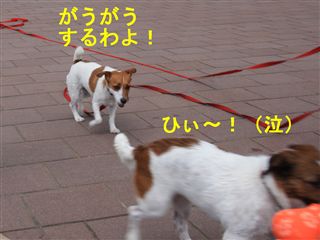 e0121589_0322390.jpg