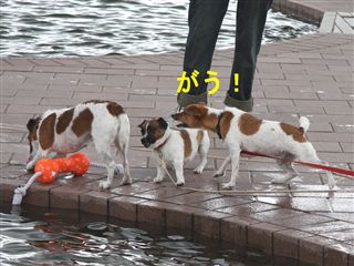 e0121589_0593665.jpg