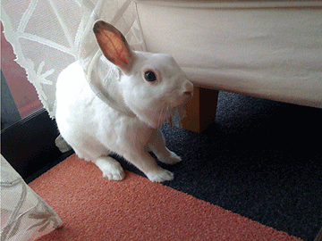 f0201191_18563665.gif