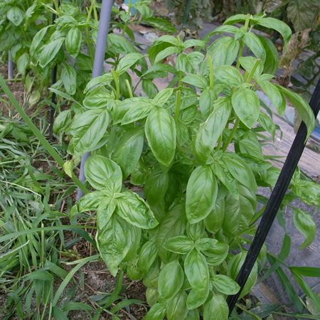 f0070493_21493816.jpg
