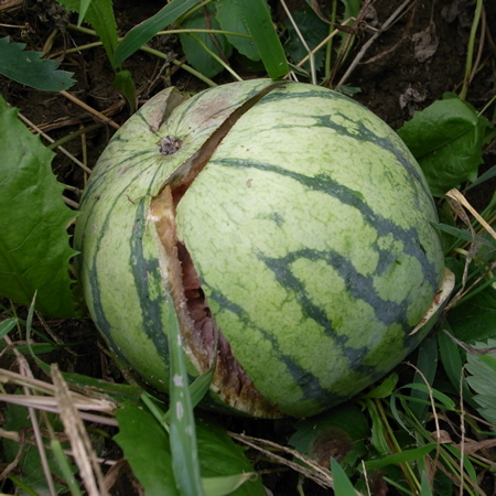f0070493_2151652.jpg