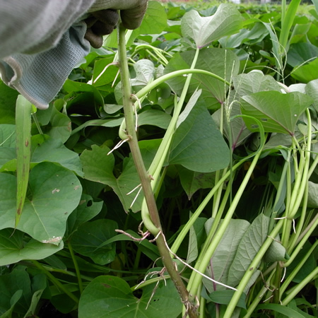 f0070493_21521722.jpg
