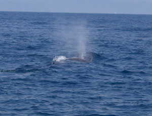 f0048405_1504851.jpg