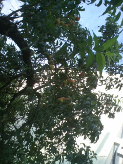 e0081772_17461670.jpg