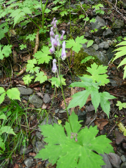 e0145782_1631359.jpg