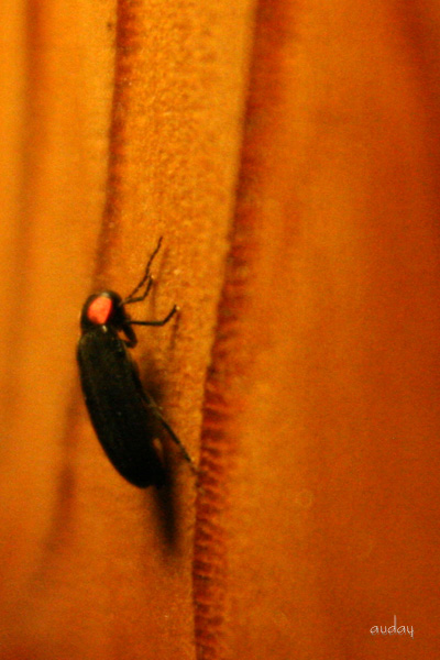 c0048494_833363.jpg