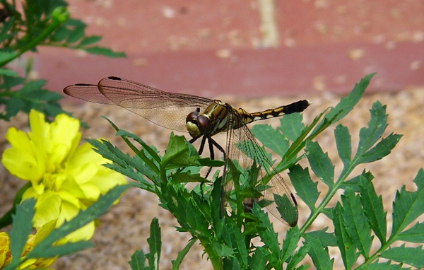 d0144618_2183719.jpg