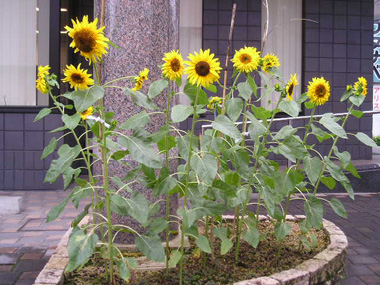c0165033_16451836.jpg