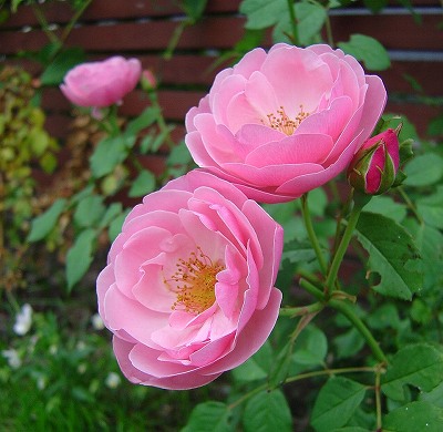 f0205733_10222372.jpg