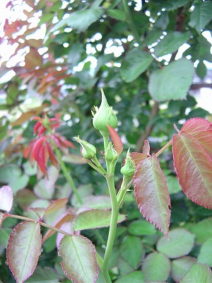 f0205733_10585081.jpg