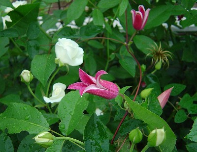 f0205733_1092511.jpg