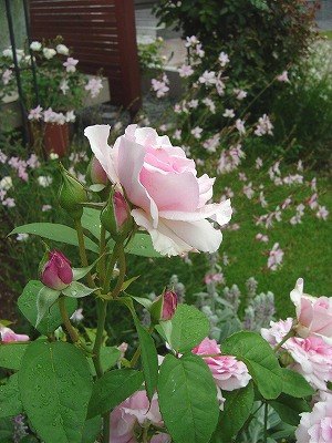 f0205733_947268.jpg