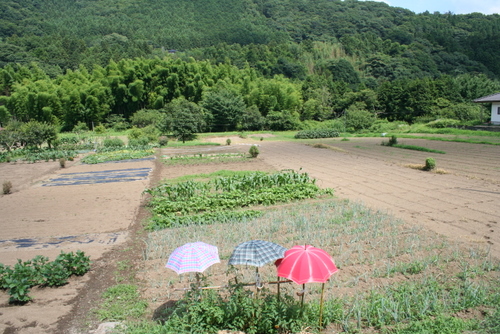 a0048851_248341.jpg