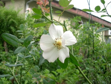 c0186463_1654649.jpg