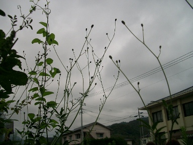c0186463_16561934.jpg