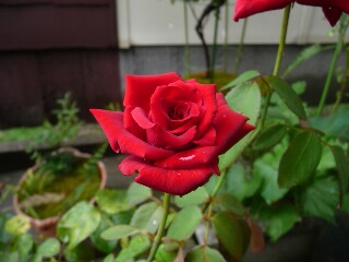 e0046477_187235.jpg