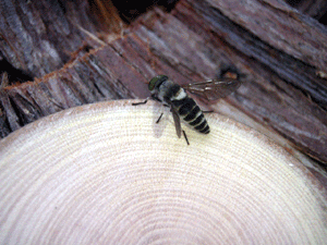 e0148077_21171854.gif