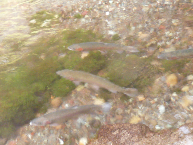 c0160778_20185188.jpg