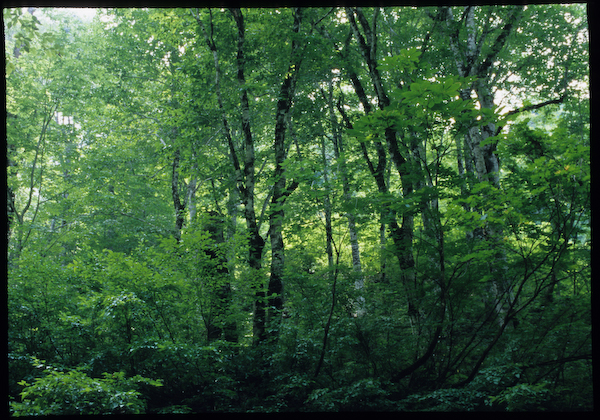 a0053783_1295940.jpg