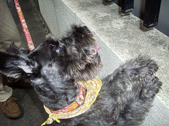 c0138198_17414171.jpg
