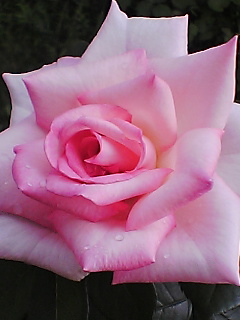 a0013115_17451347.jpg