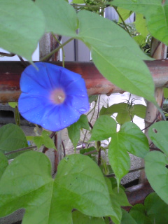 b0181027_133692.jpg