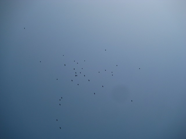 d0147727_20511739.jpg