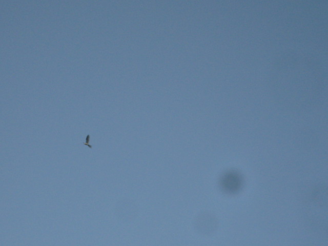 d0147727_2051424.jpg