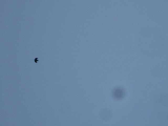 d0147727_20523821.jpg