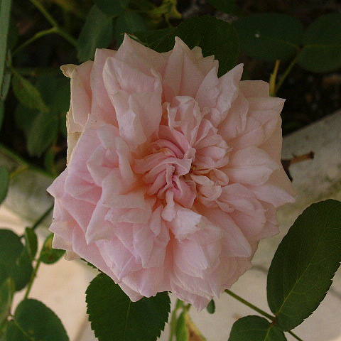 e0184558_9315375.jpg