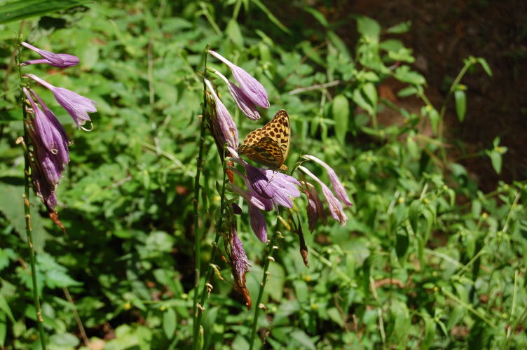 b0167762_23245358.jpg