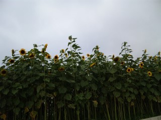d0109373_0585521.jpg