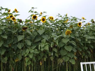 d0109373_0592557.jpg
