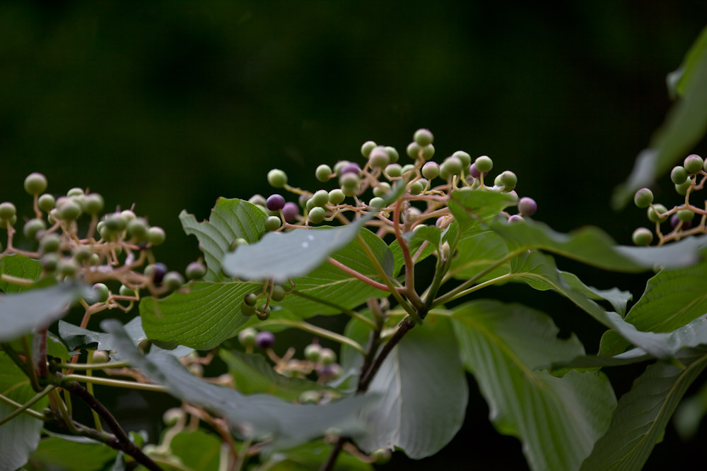 a0083081_16464250.jpg