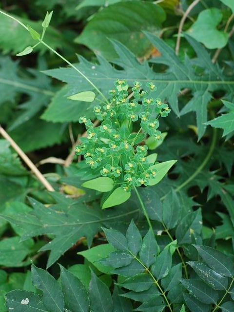 e0025300_1712826.jpg