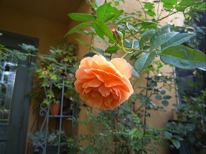 f0065604_2150791.jpg