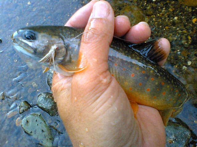 b0172805_1211482.jpg