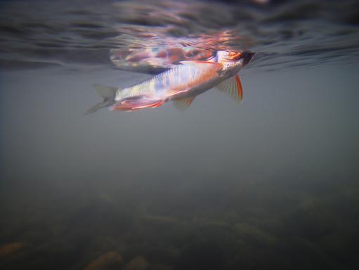 e0123808_1745347.jpg