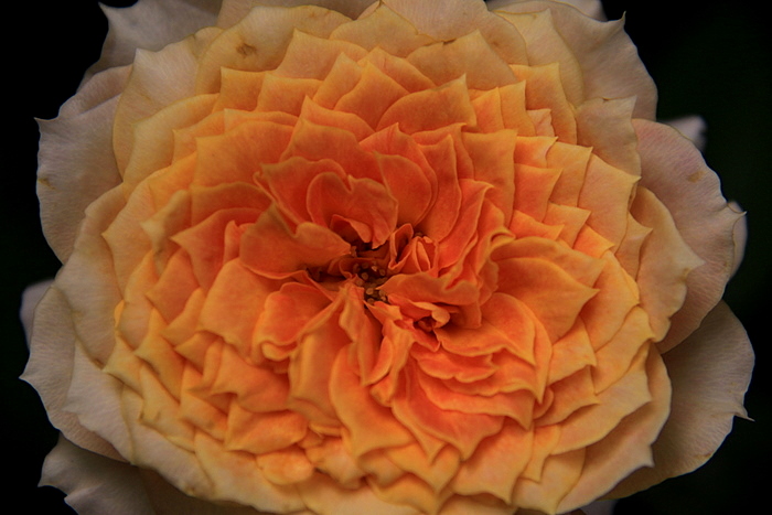 b0165522_20264346.jpg